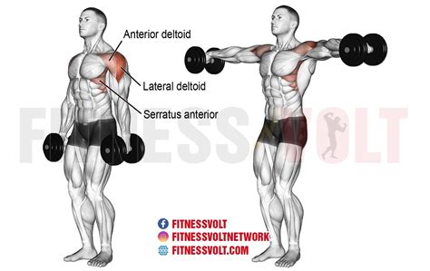 Dumbbell lateral raises are one of the most popular shoulder exercises, due to their proven benefits in developing lean muscle mass and strength. Designed to stimulate the mediolateral head of the deltoids, the lateral raise is one strength training movement that can isolate your shoulders for a well-defined physique.